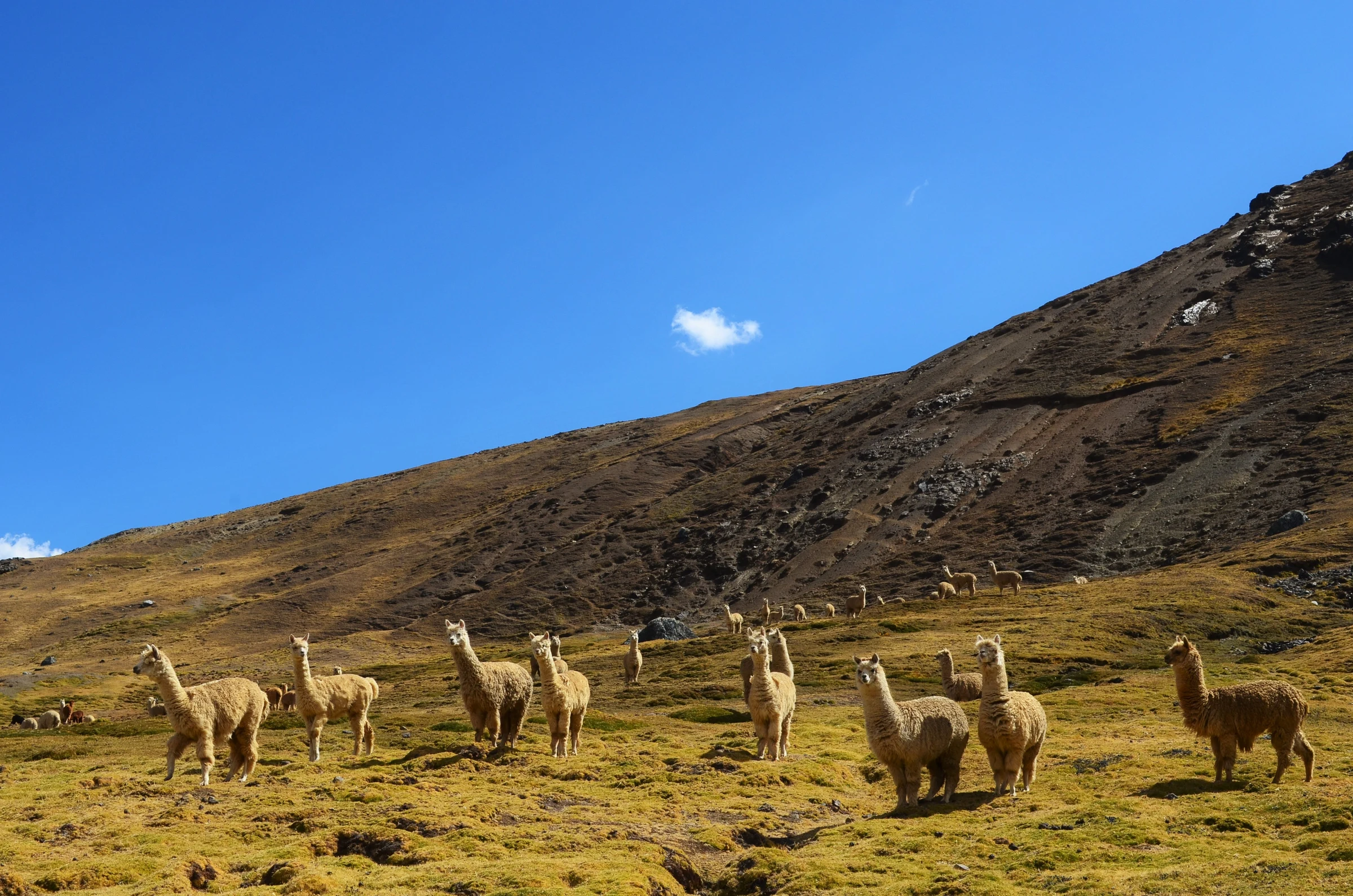 Andesfjellene i Peru