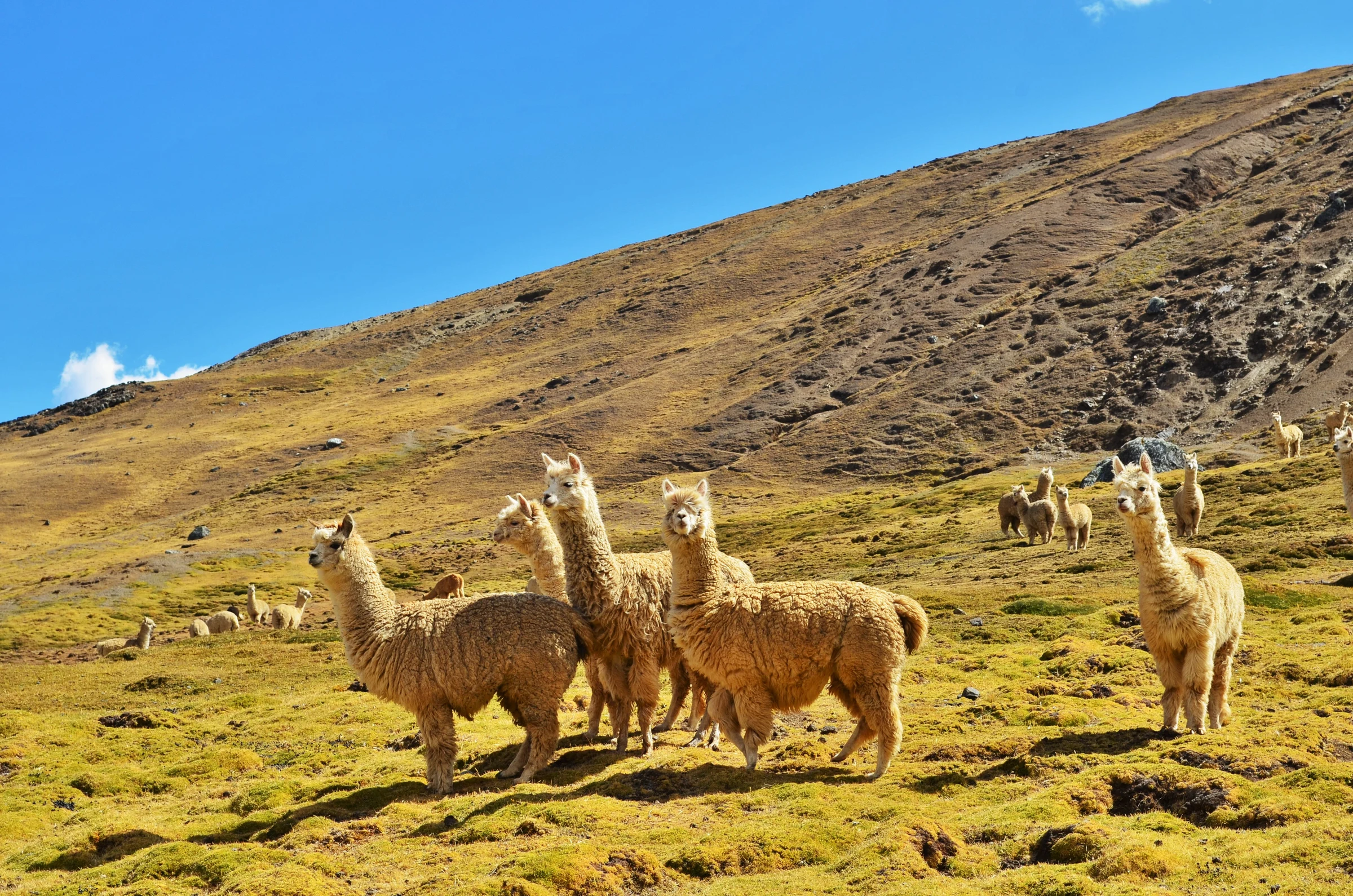 Fjellandskap i Peru med alpakkaer